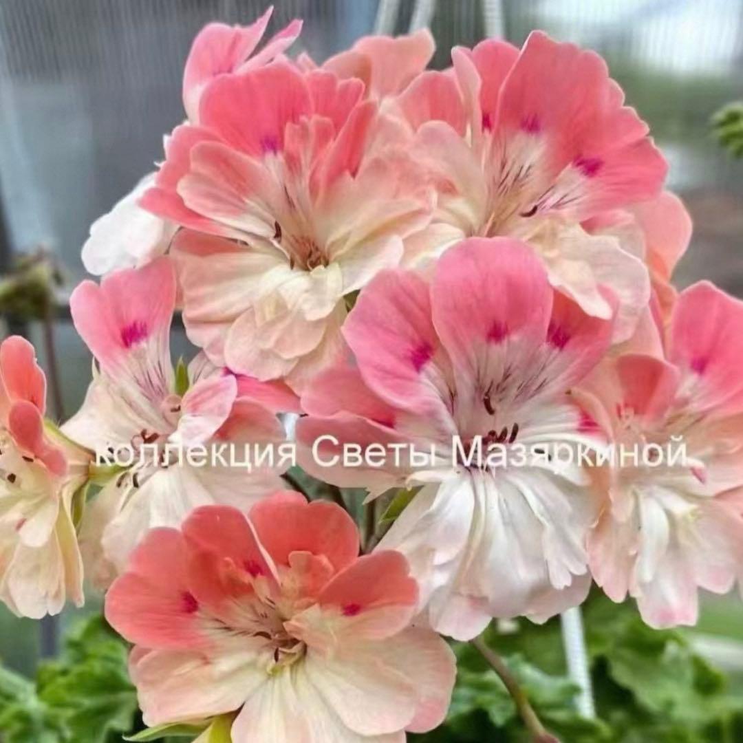 希少品種ゼラニウム　レア品種ゼラニウム　超珍しいゼラニウム　Tamara01