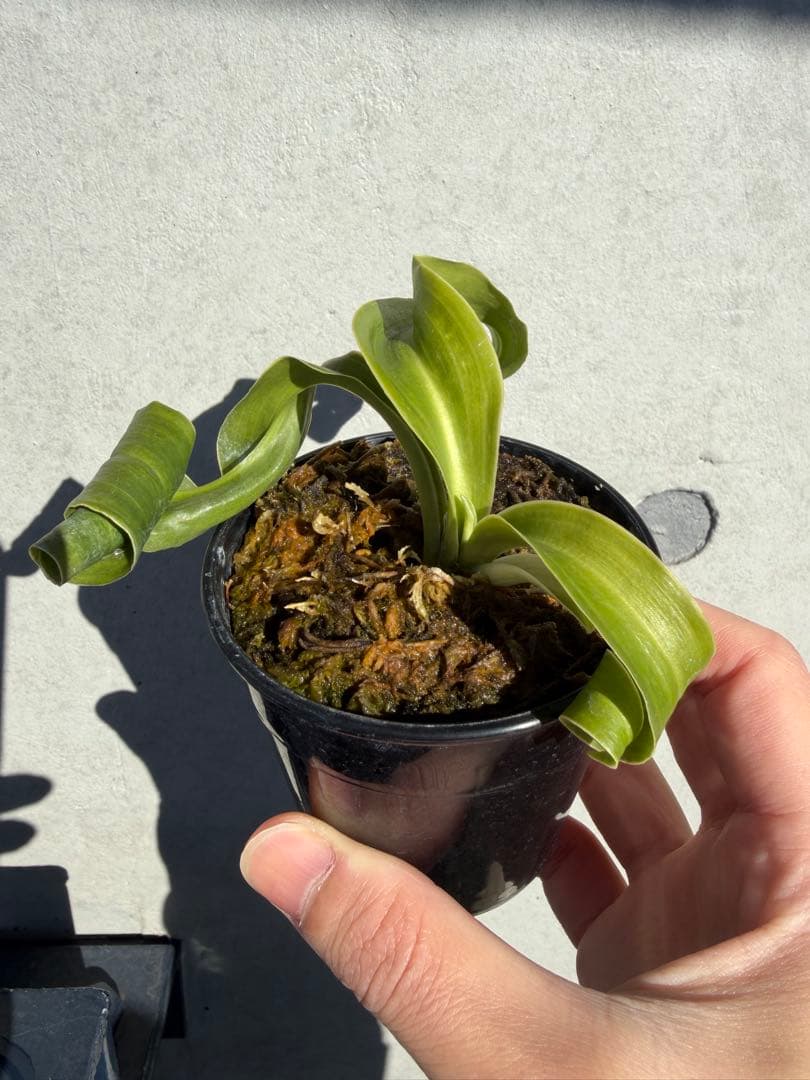 【Noon】　万年青　『輪波獅子』、『矢筈獅子』　2つセット