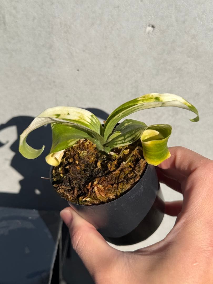 【Noon】　万年青　『輪波獅子』、『矢筈獅子』　2つセット