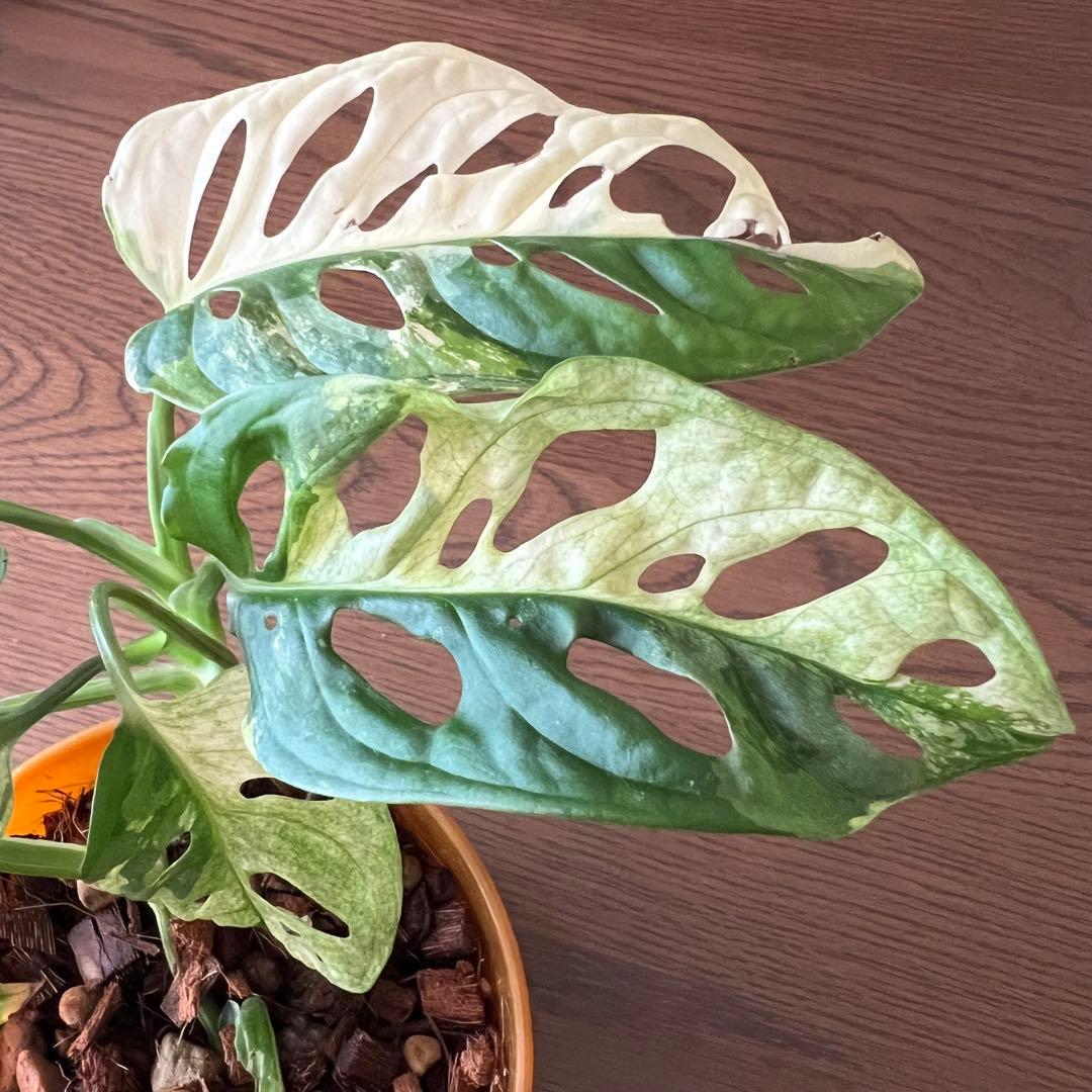 【斑入り】マドカズラ モンステラ