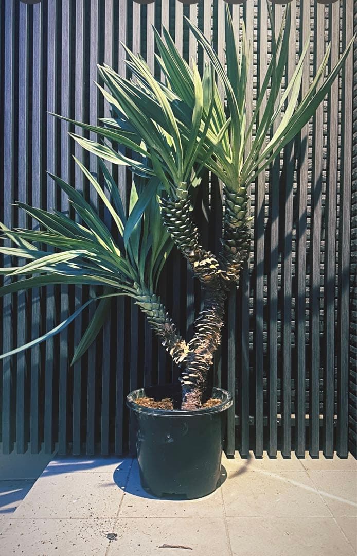 ユッカ グロリオサ キミガヨラン