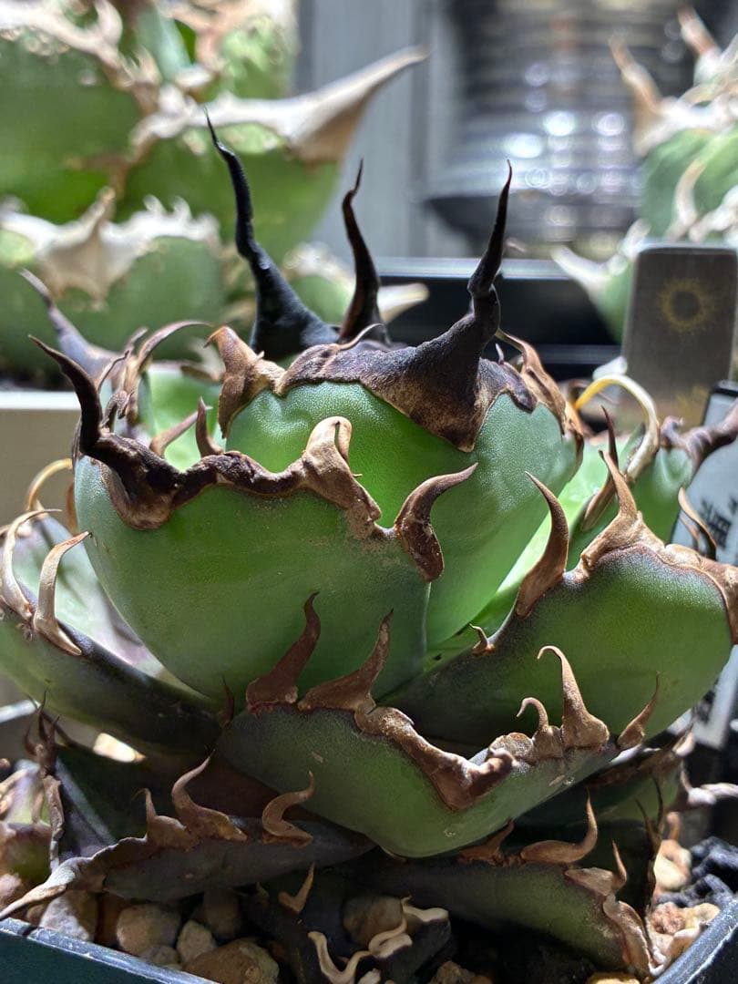 アガベチタノタ　ハデス　黒帝斯　中株　コレクション株　ウネウネ鋸歯