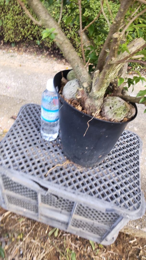 ブーゲンビリア 　ダッフィー様連絡用