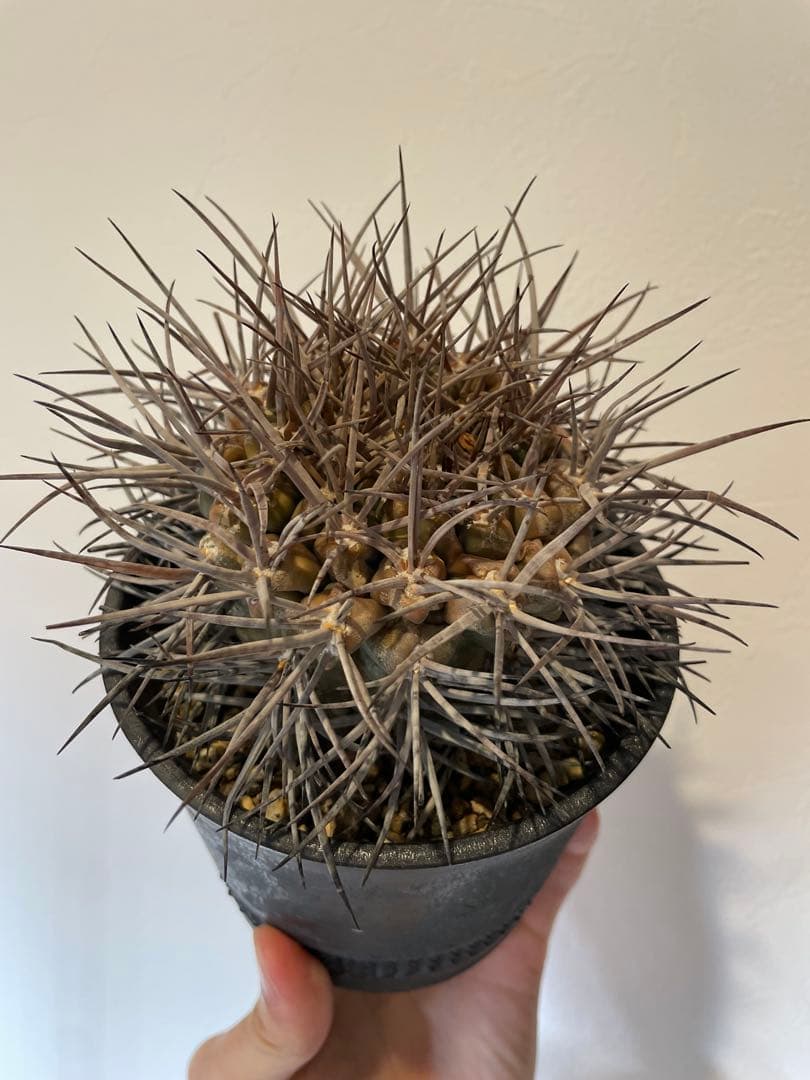 大株　魔天竜　spicygem鉢付き