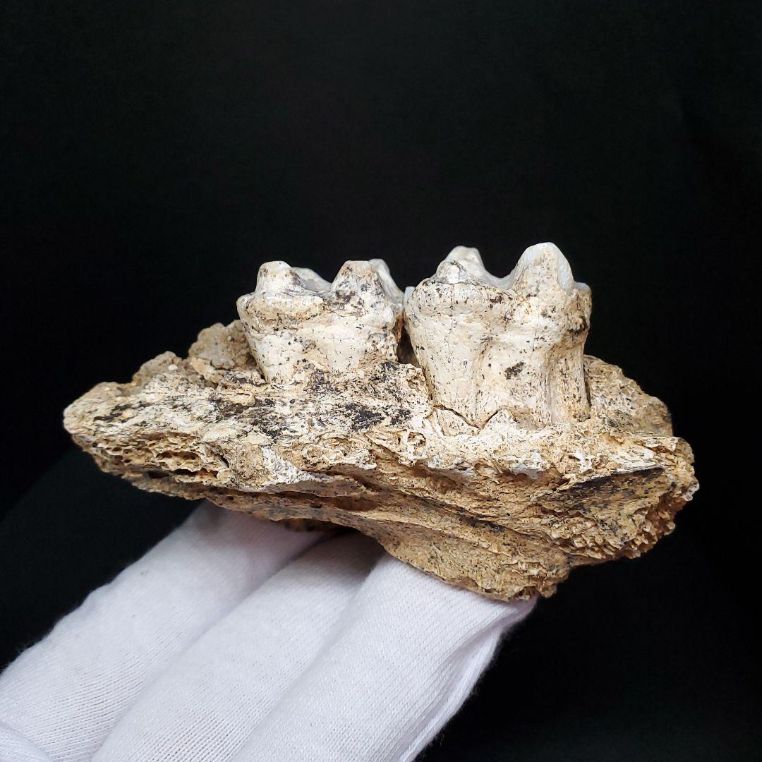 博物館級 キプロスドワーフカバ 化石 歯 本物 キプロス共和国 fr54