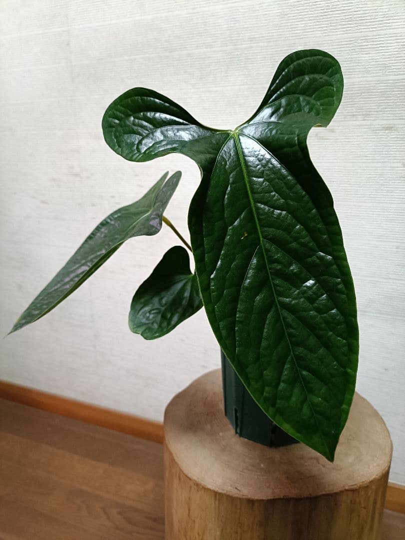 その他観葉植物 Anthurium Happy Bunny 'Inverse crossing'