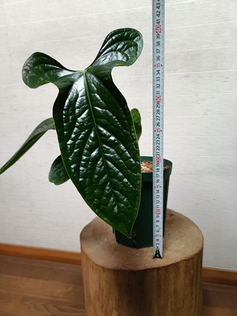 その他観葉植物 Anthurium Happy Bunny 'Inverse crossing'