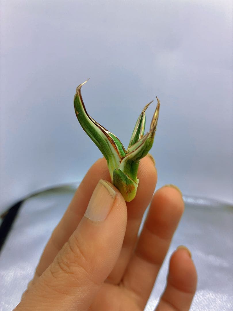 h*o様 T163多肉植物 アガベ　氷山　選抜　白斑の多い個体　希少　斑入り