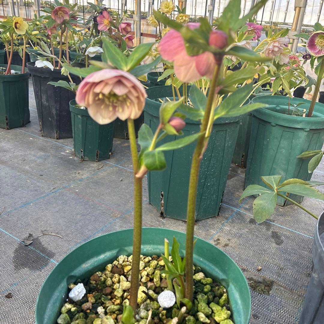 クリスマスローズ　ピンクベージュくすみ スポット　６寸