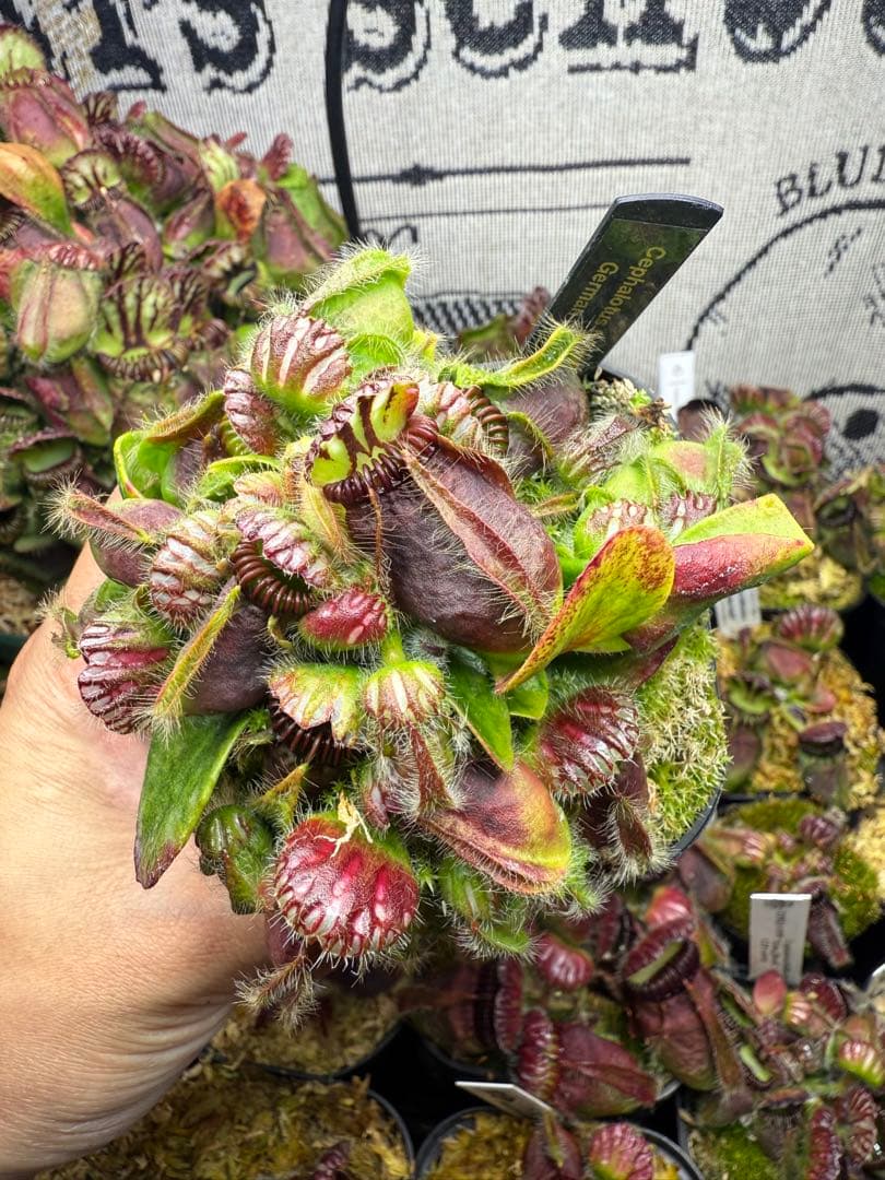 N*c様 Cephalotus German Giant C.C大株