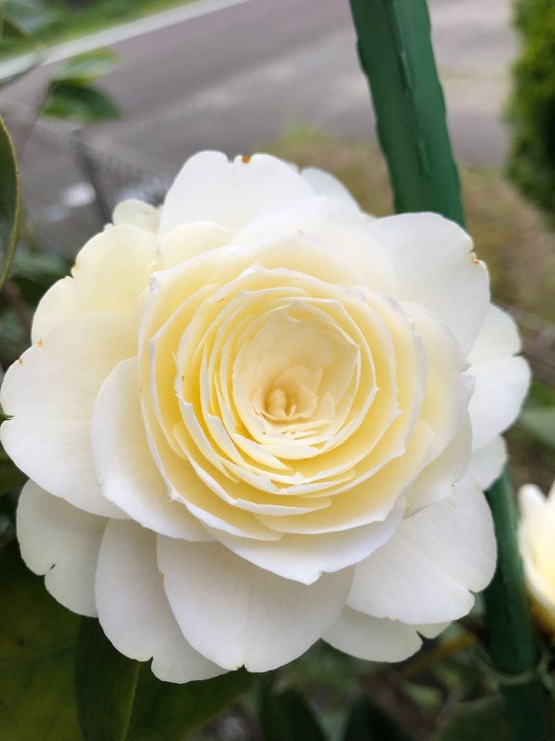 ダローネガ　椿　鉢底約125cm