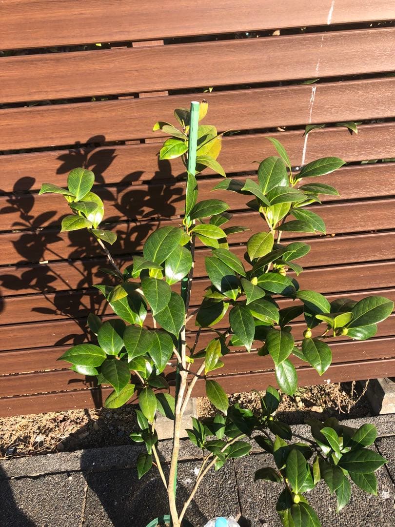 ダローネガ　椿　鉢底約125cm