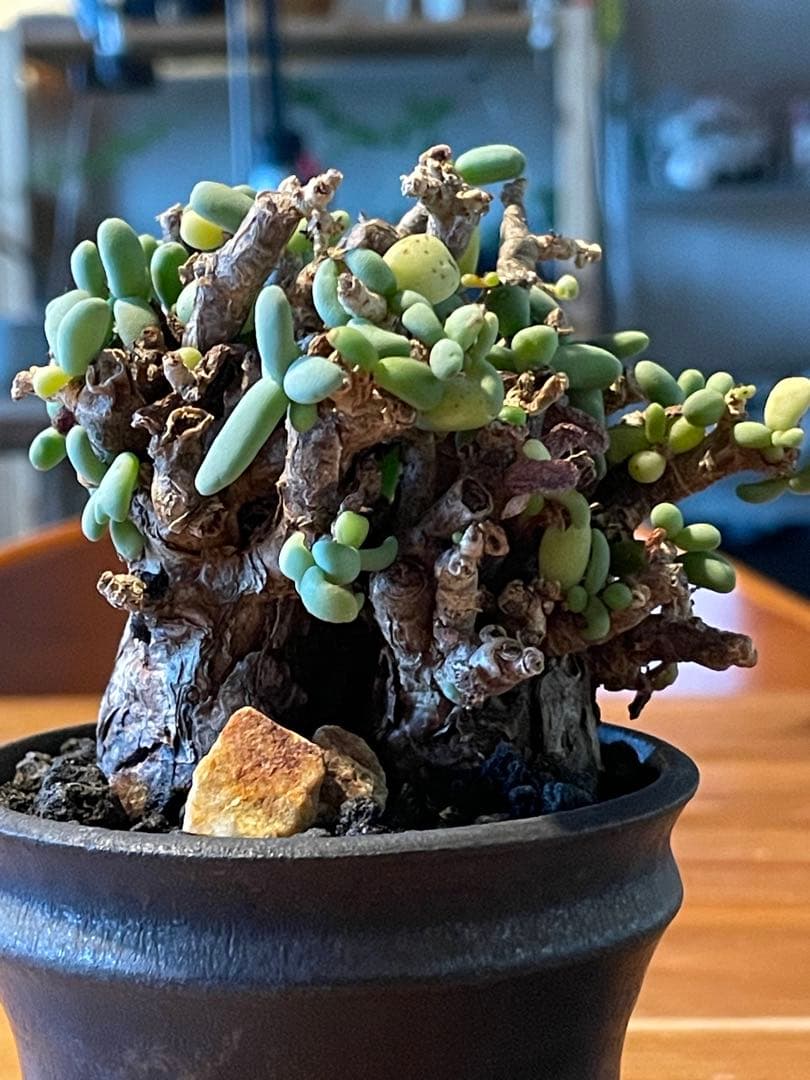 抜き苗発送【現地球／発根済】小さな巨人/粒葉ケラリア ピグマエア