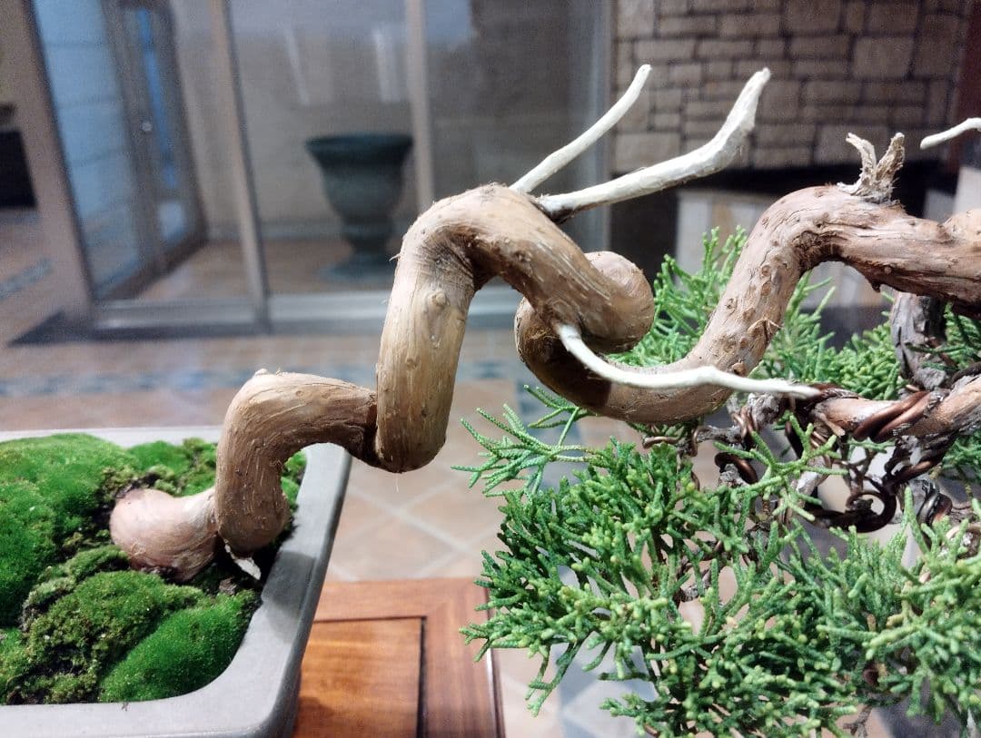 素晴らしい糸魚川真柏盆栽2個セット