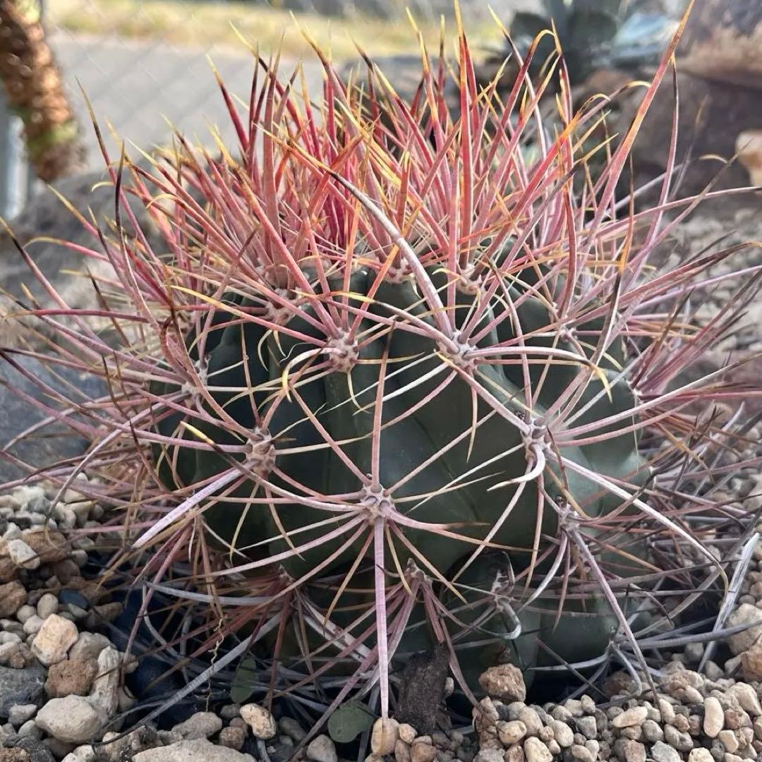 サボテン　フェロカクタス　【鯱頭】C