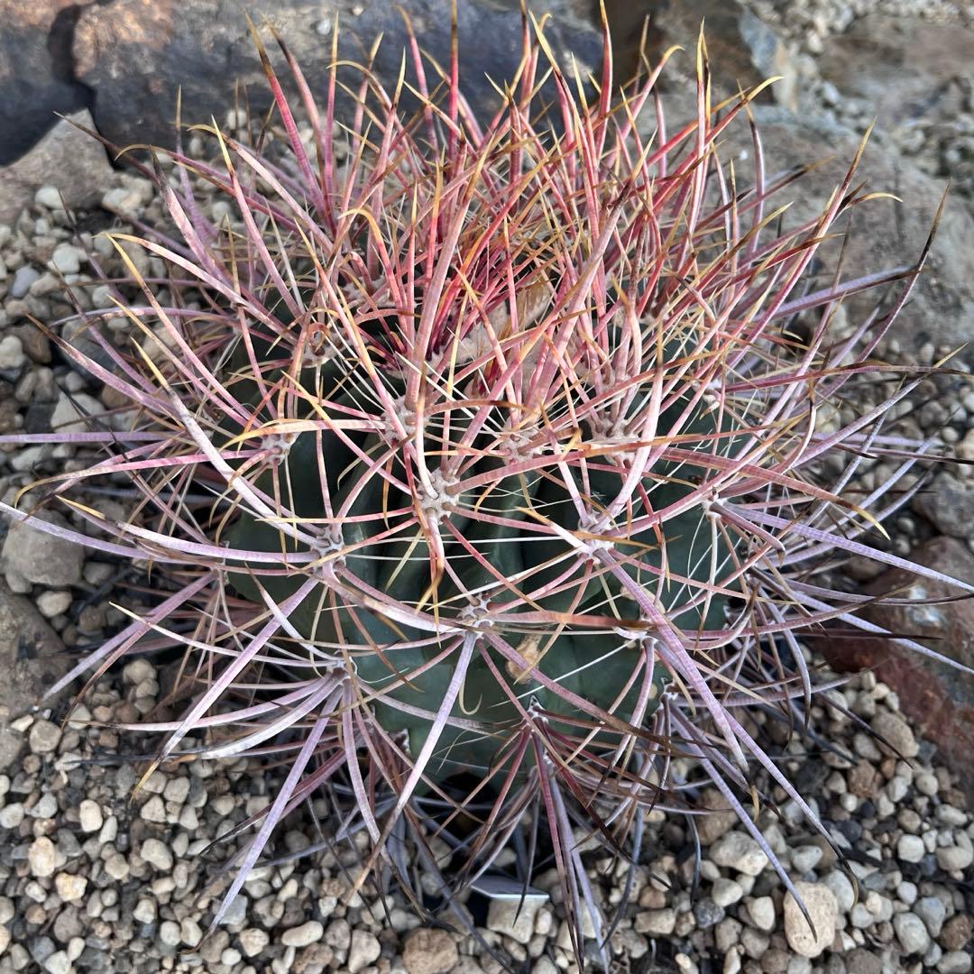 サボテン　フェロカクタス　【鯱頭】C