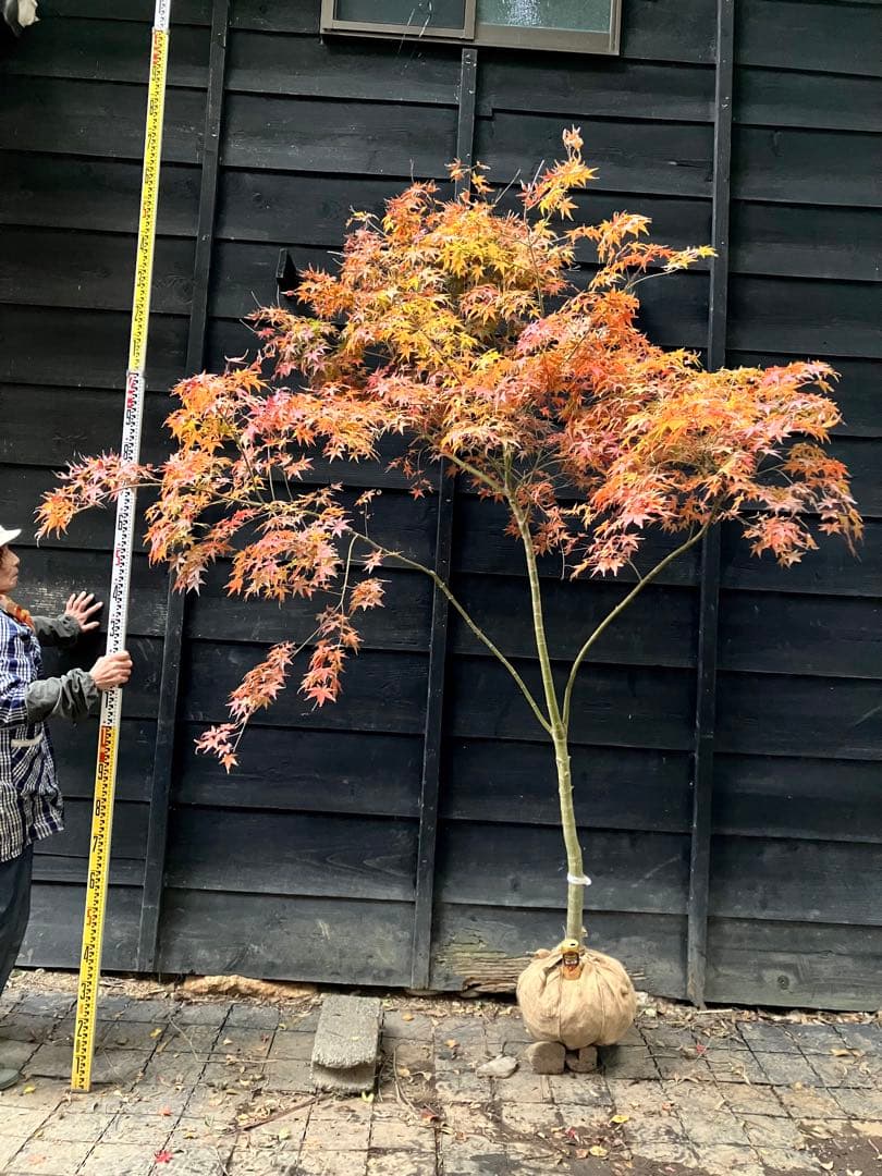 201 イロハモミジ