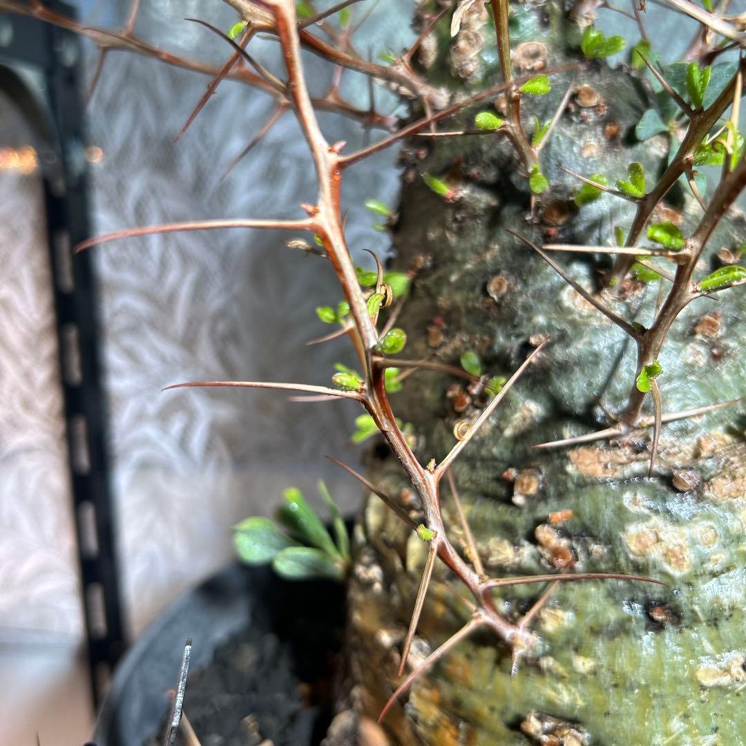 その他観葉植物 Foquieria columnnaris