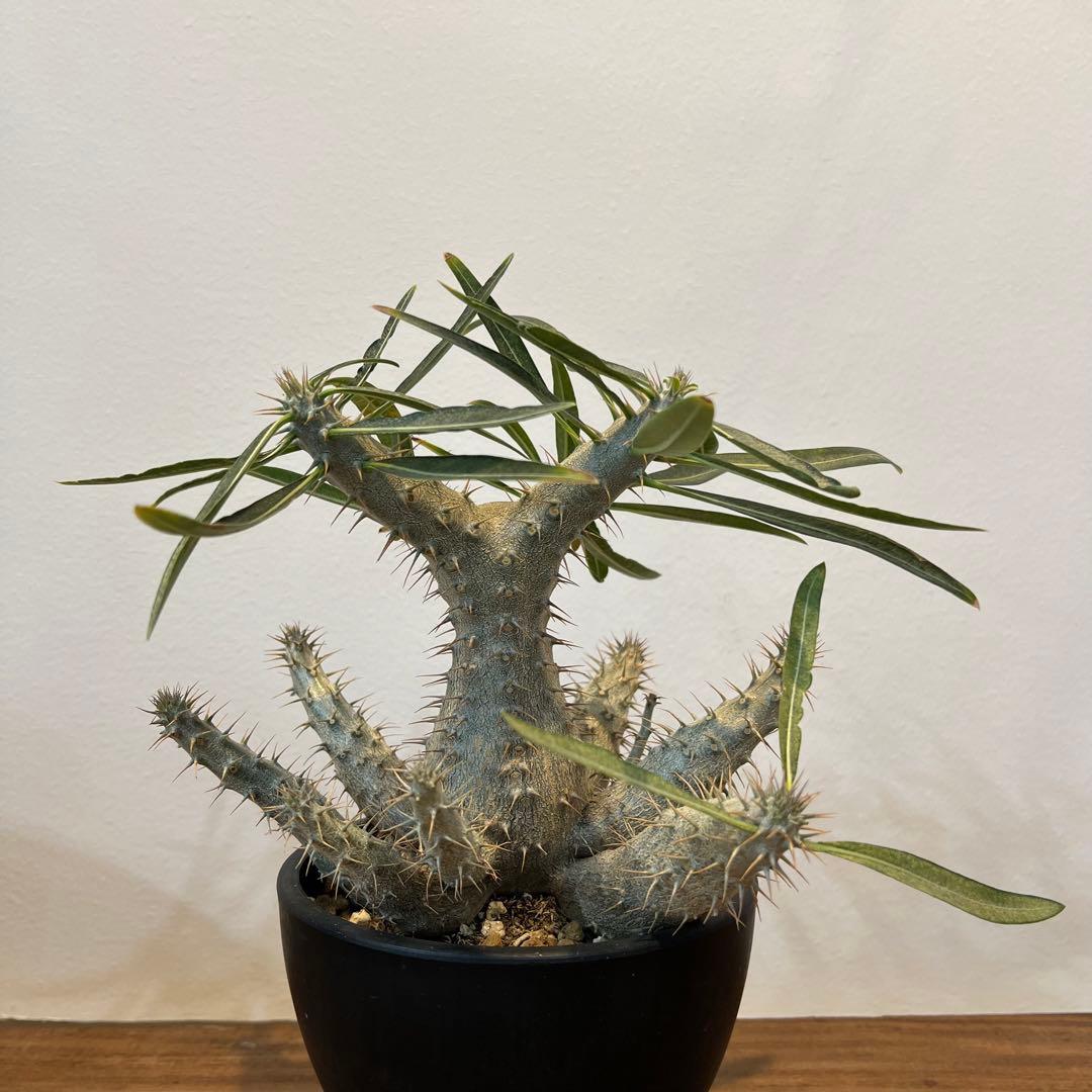 【美株】パキポディウムグラキリス 多頭 国内実生 塊根植物 多肉 サボテン