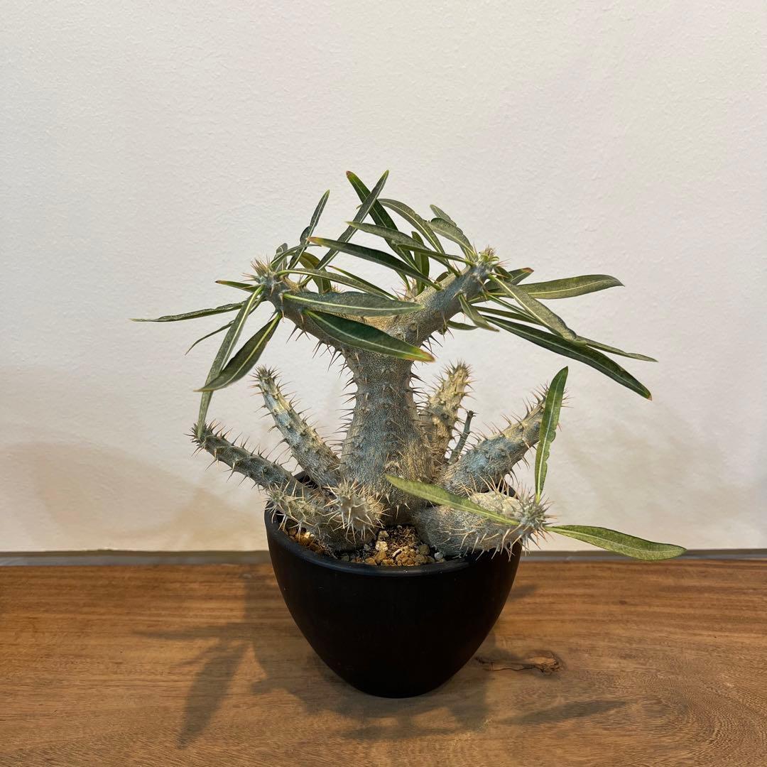 【美株】パキポディウムグラキリス 多頭 国内実生 塊根植物 多肉 サボテン