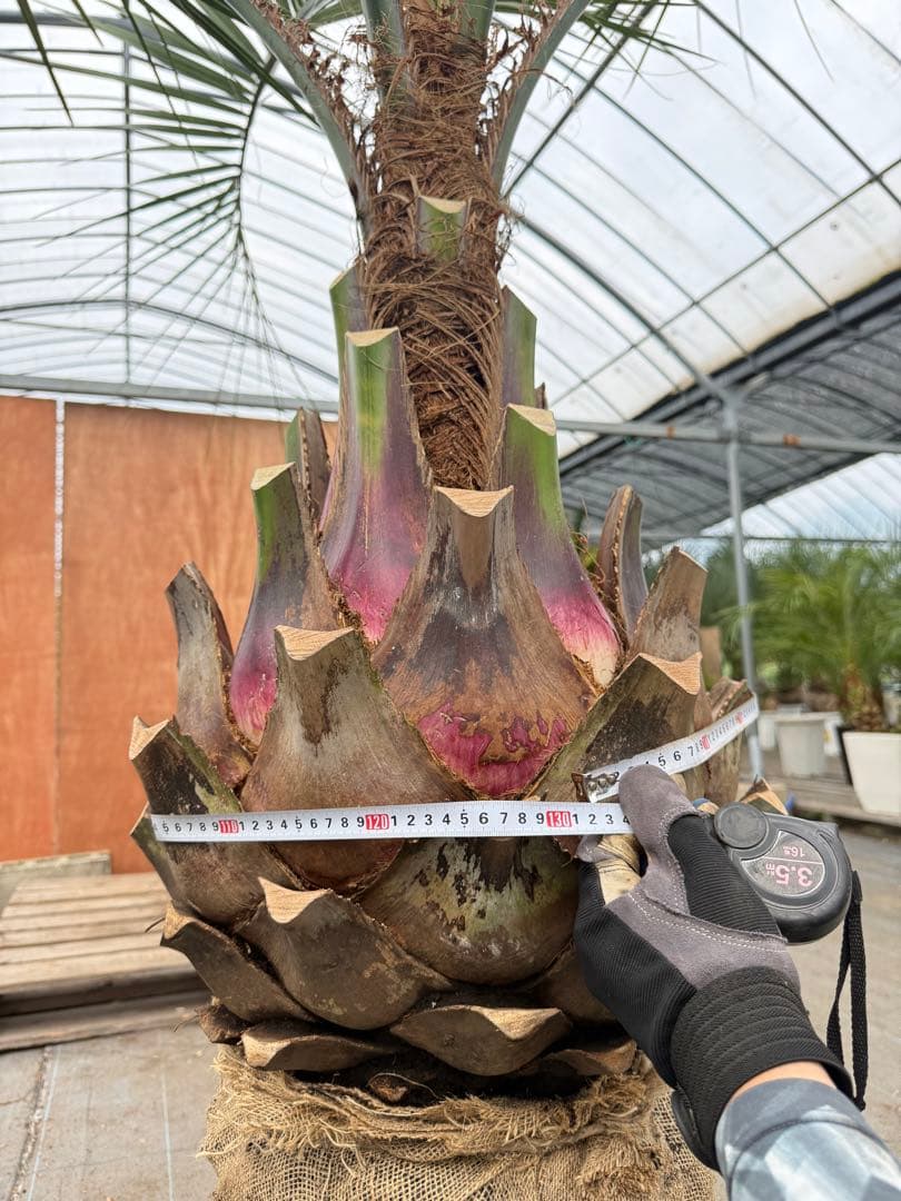 お客　車好き様