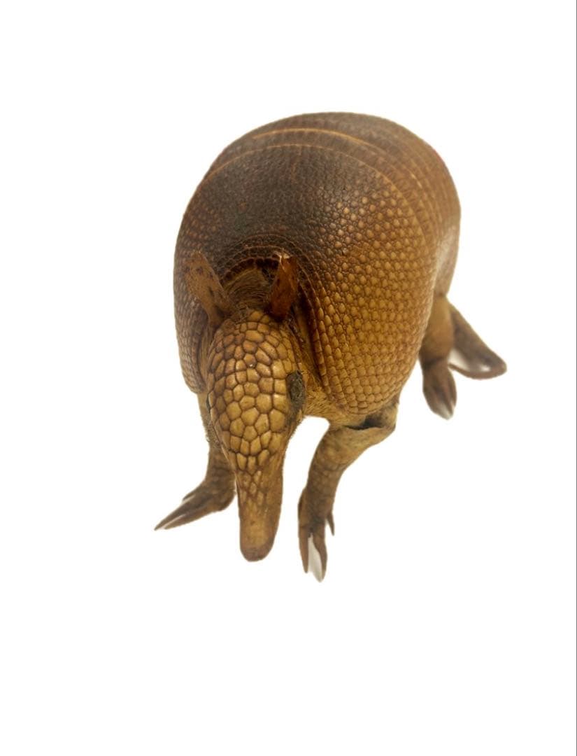 希少！　アルマジロ　剥製　　希少動物　珍品