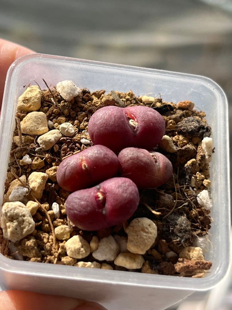 コノフィツムroodiae sanguineum Garies親株