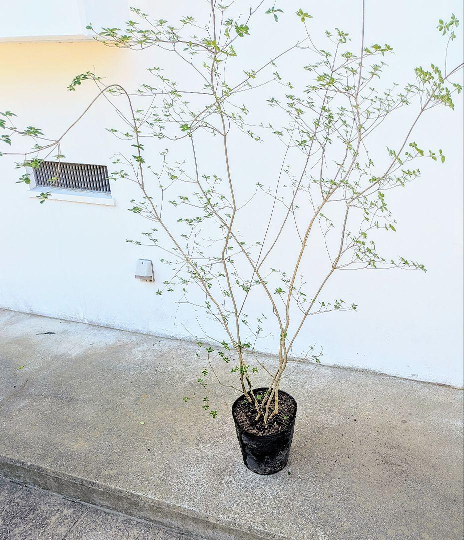 絶品。山採りドウダンツツジ。