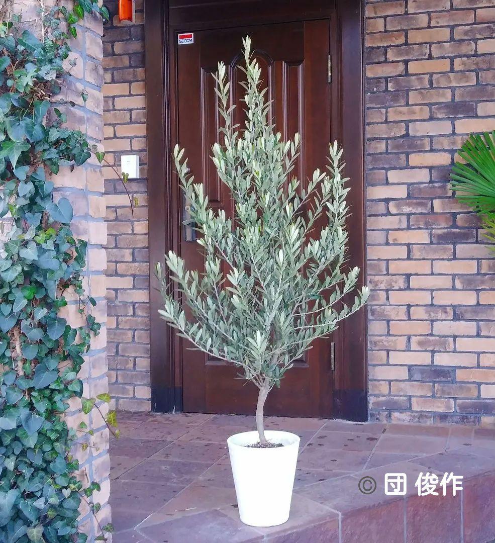 オリーブの木 シプレッシーノ 160cm❗ 整った樹形 綺麗な葉色 大型8号