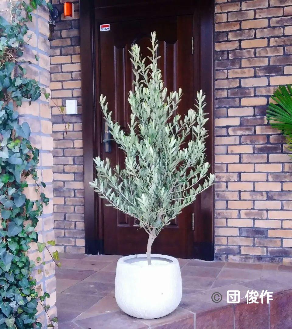 オリーブの木 シプレッシーノ 160cm❗ 整った樹形 綺麗な葉色 大型8号