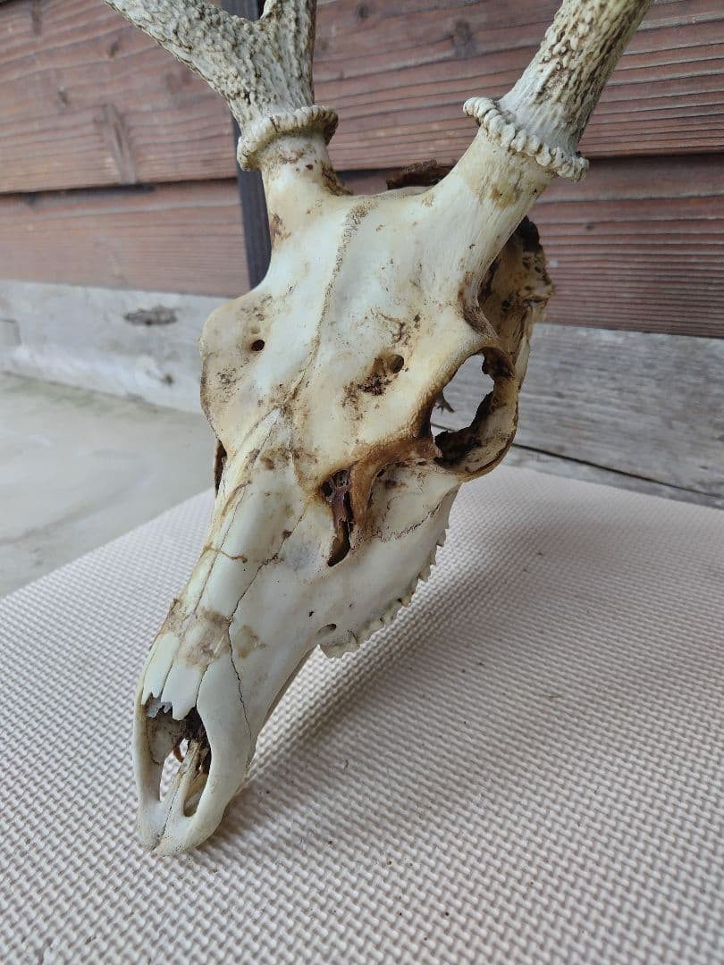 頭蓋骨付き鹿の角 No.7 日本鹿 角 壁掛け 匿名配送
