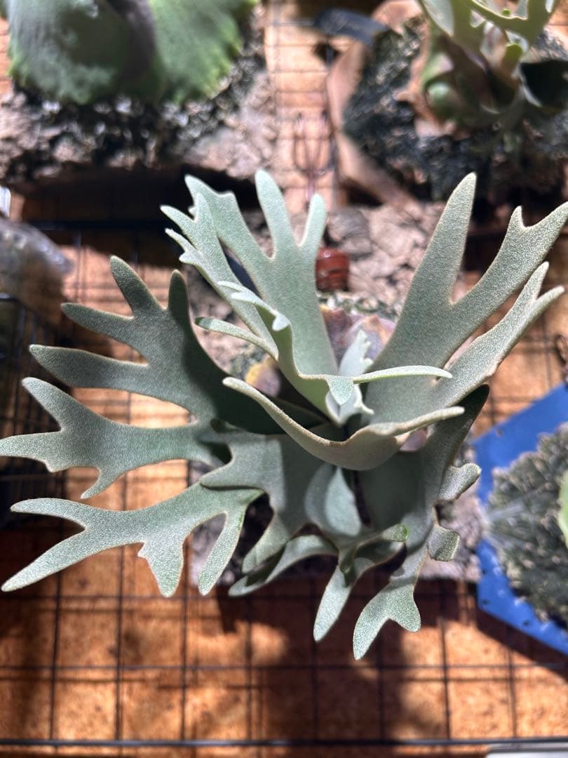 k*i様 ビカクシダ ウィリンキー ジェイドガール