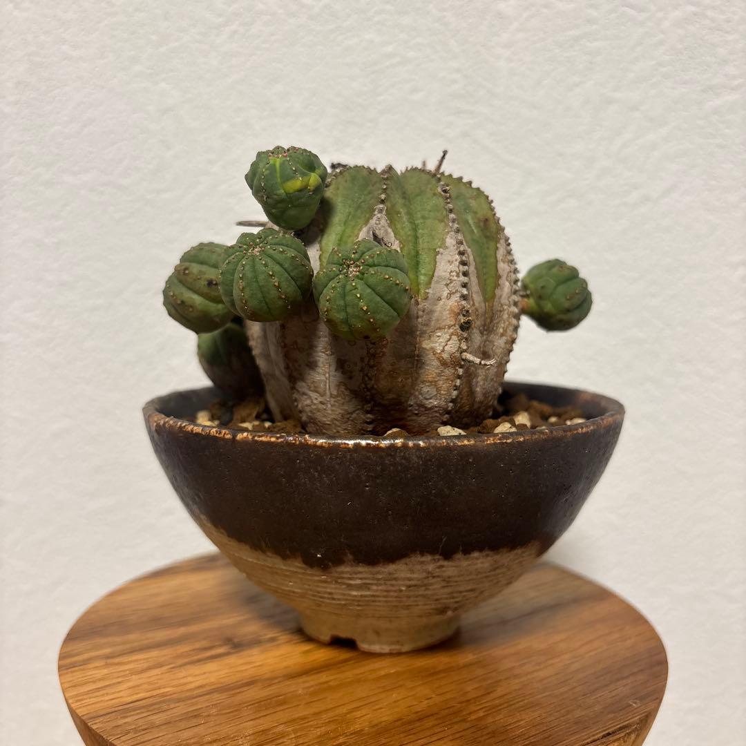 ト*ス様 オベサブロウ　オベサ　木質化　鉢付き　たけろうポット