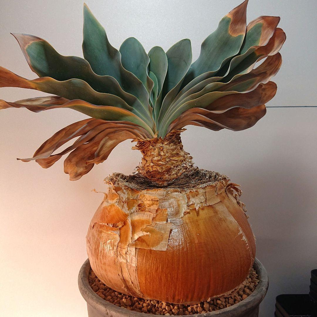 【大株】横幅22センチ！ブーファン ハエマンソイデス 発根済み 現地株 塊根植物