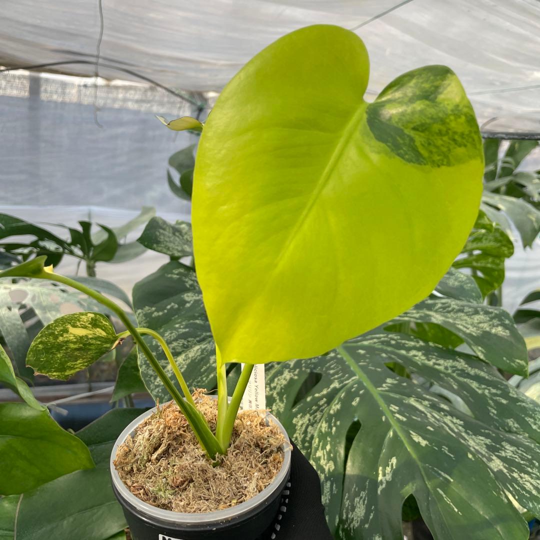 MG4 モンステラ　イエローマリリン　黄斑入り