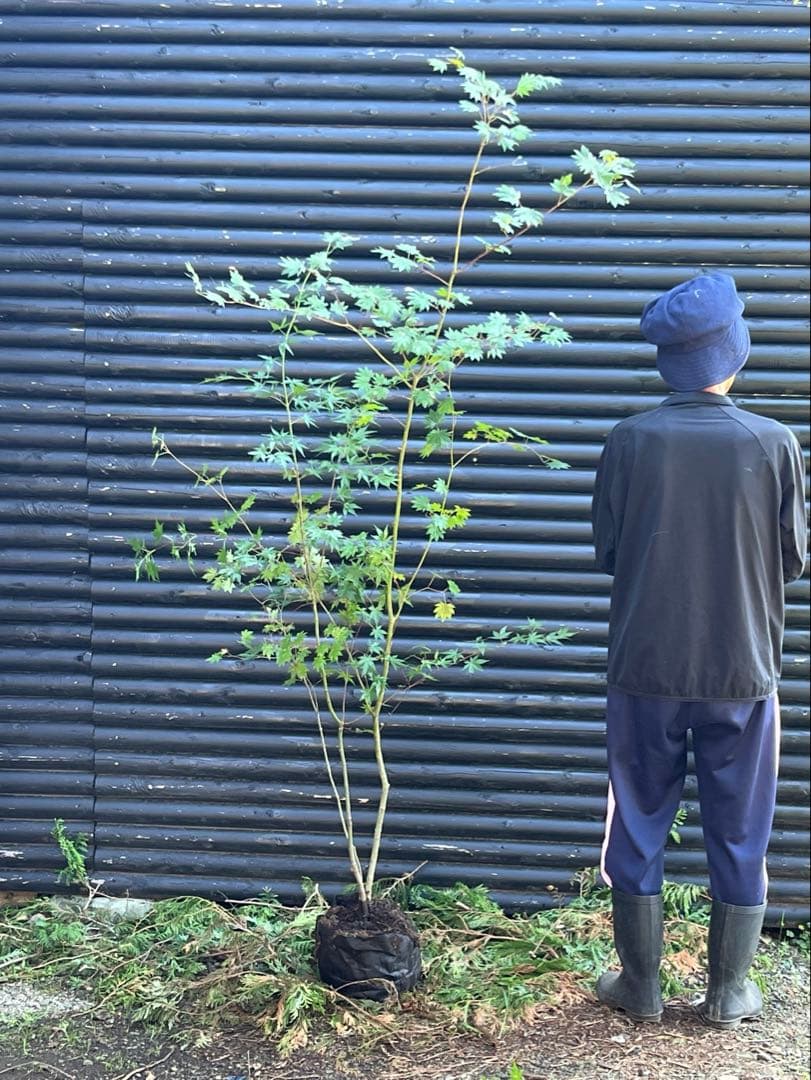 山採り天然　コハウチワカエデ　イロハモミジ　2種混合株