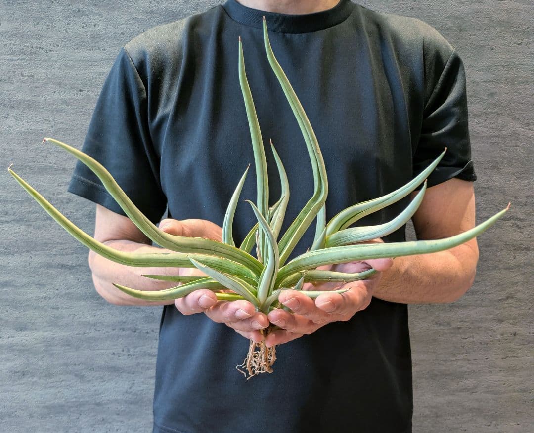 サンスベリア　ダンシングドラゴン　超超超特大株　約35cm 子株複数付　ロリダ