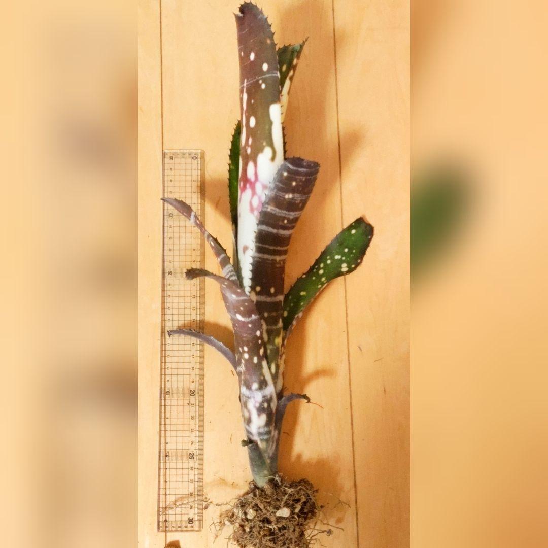 ビルベルギア バニスファクター♪