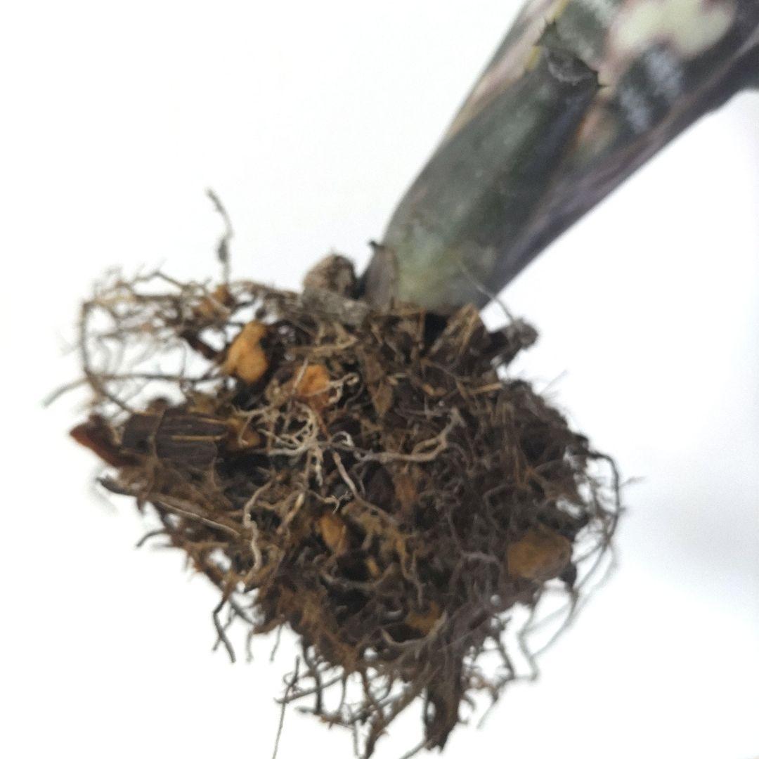 ビルベルギア バニスファクター♪