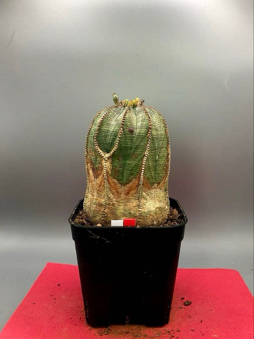 《3号WR》ユーフォルビア　オールド　オベサ　雌株