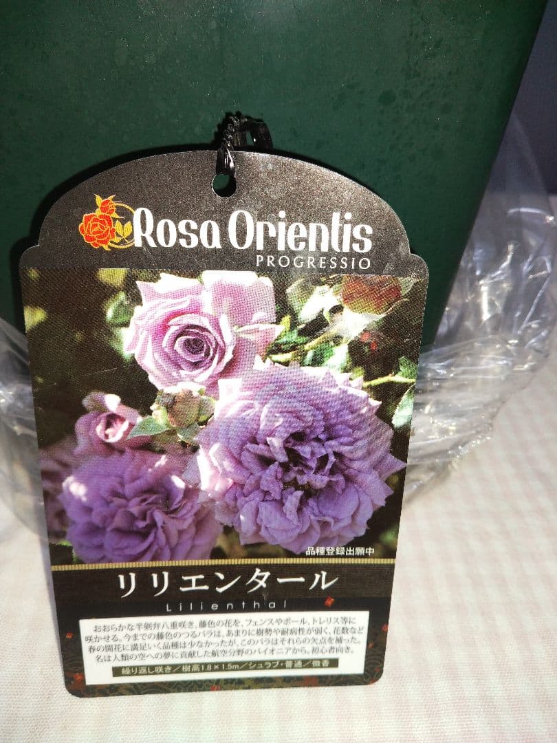 リリエンタール バラ苗 Rosa Orientis　６号鉢正規苗