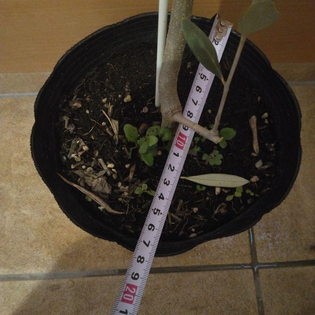 オリーブの木 パラゴン　大型