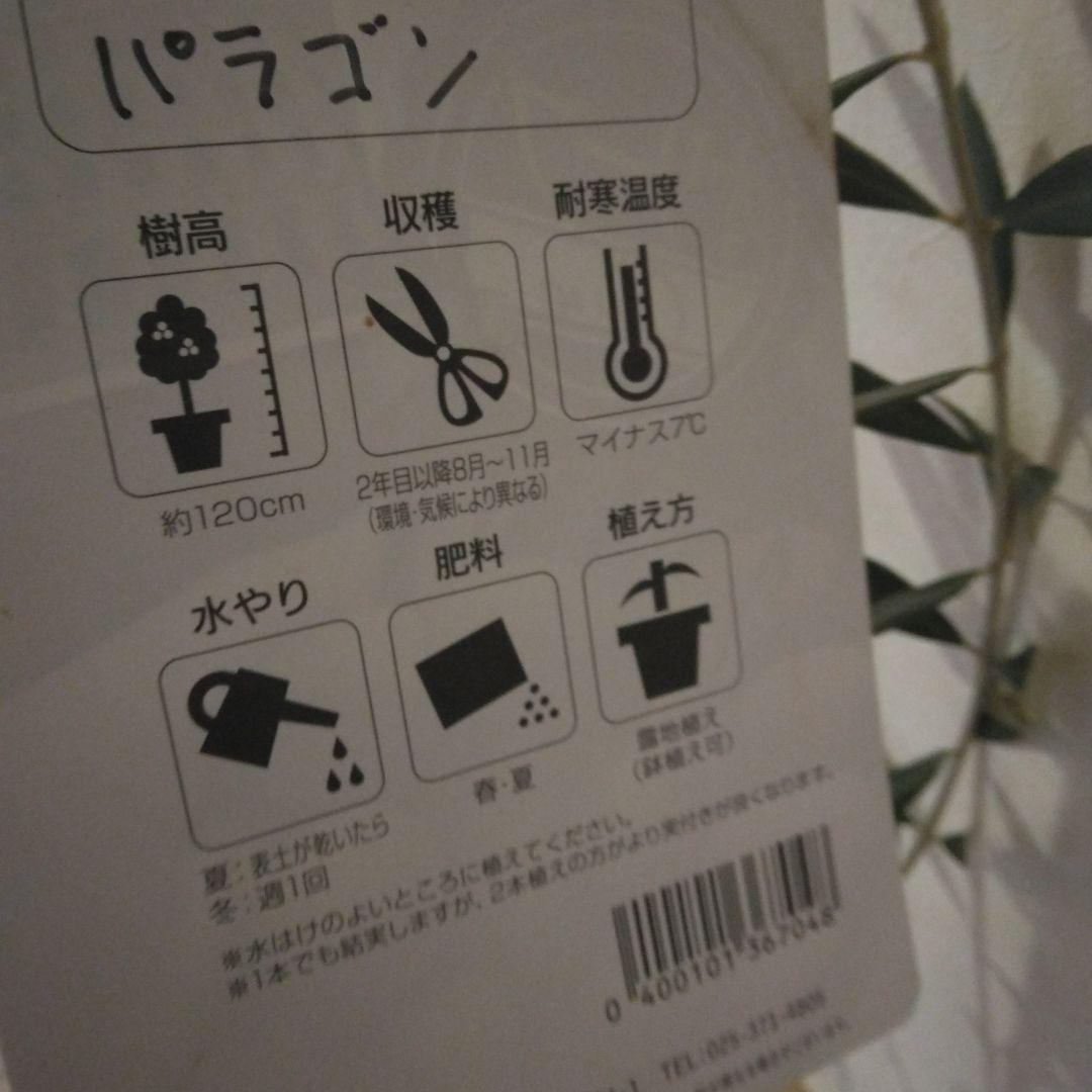 オリーブの木 パラゴン　大型