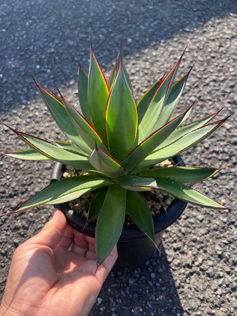 アガベ ブルーグロー（ブルーグロウ）