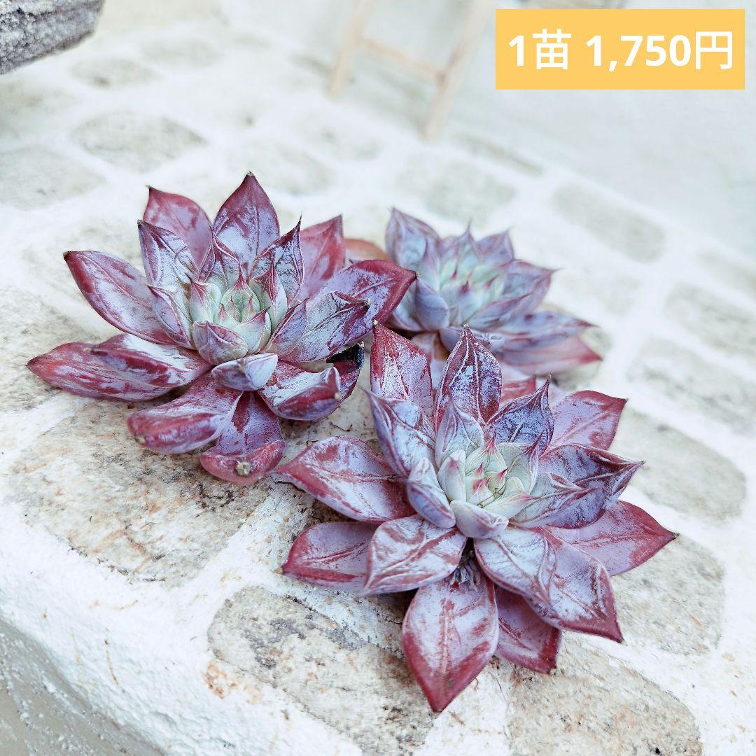 ペガサス◎多肉植物 カット苗 韓国苗 エケベリア等