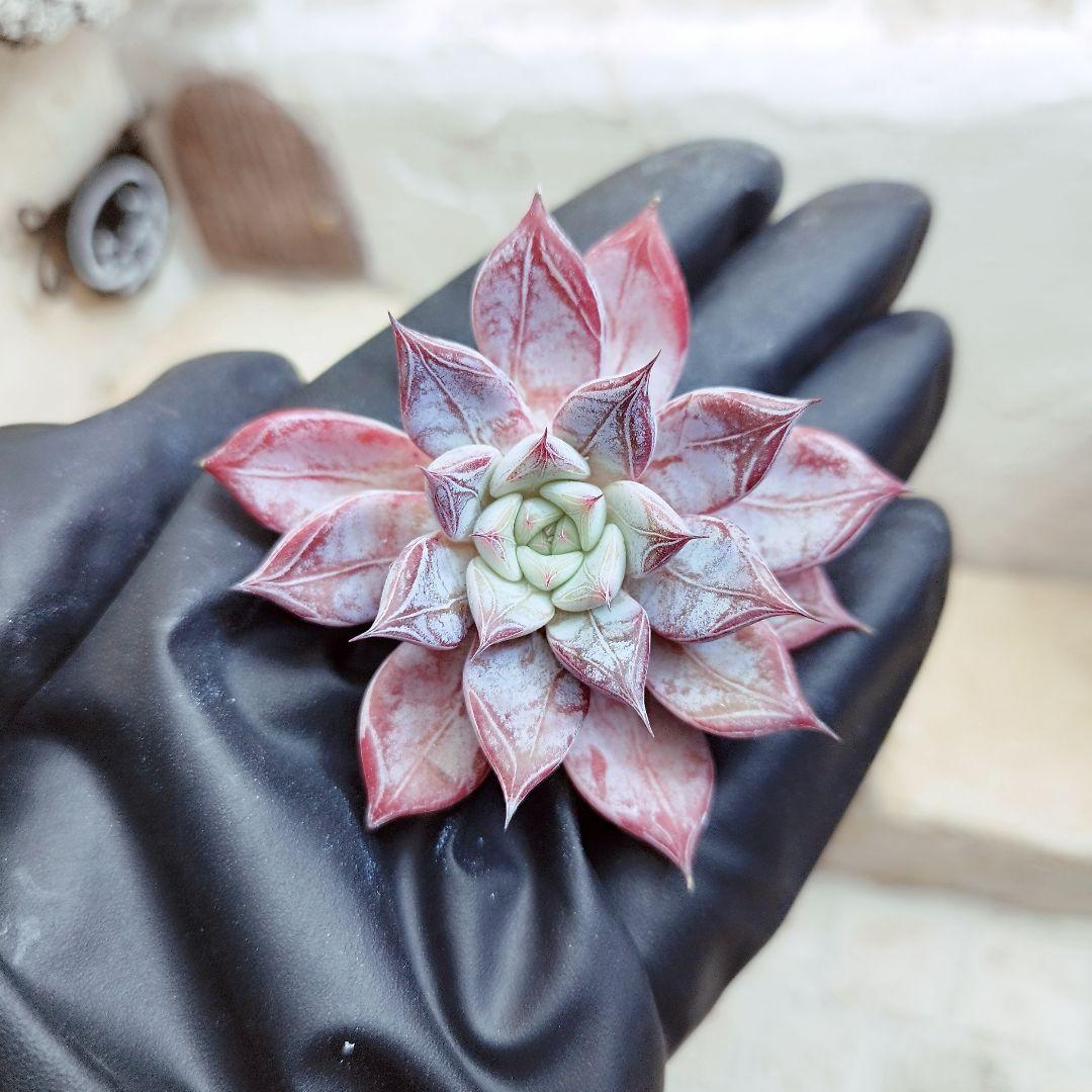 ペガサス◎多肉植物 カット苗 韓国苗 エケベリア等