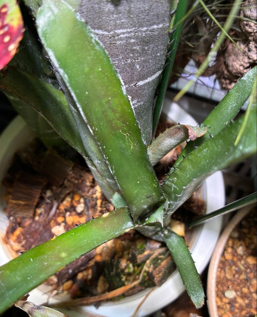 ブロメリア・エアープランツ B. 'Domingos Martins' Original Clone