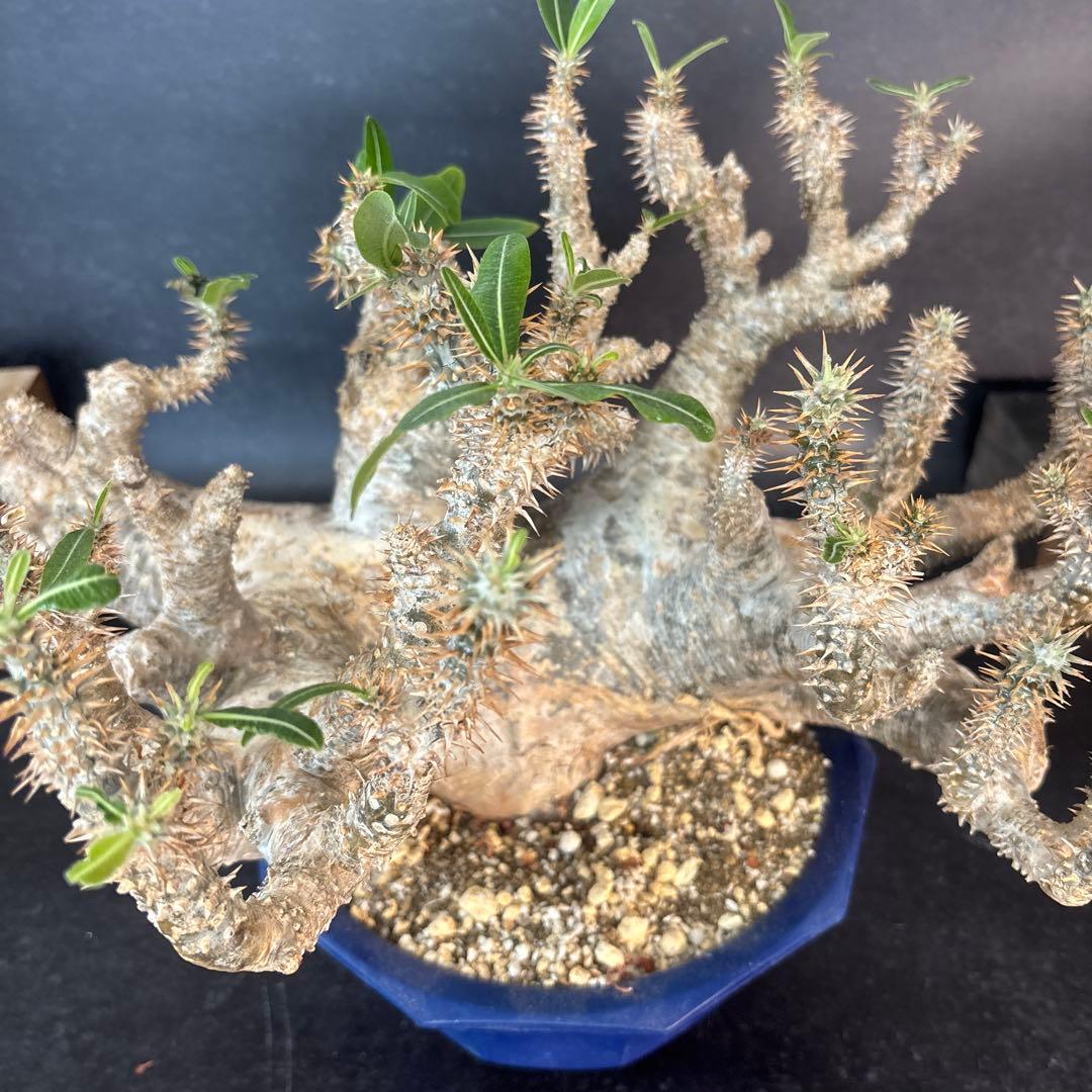 Pachypodium horombenseパキポディウムホロンベンセ