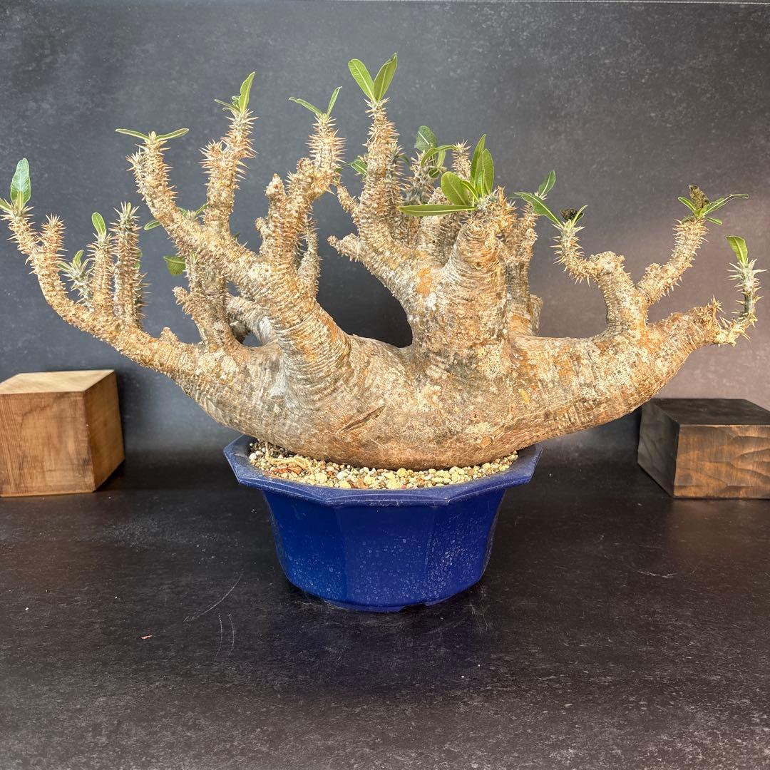 Pachypodium horombenseパキポディウムホロンベンセ