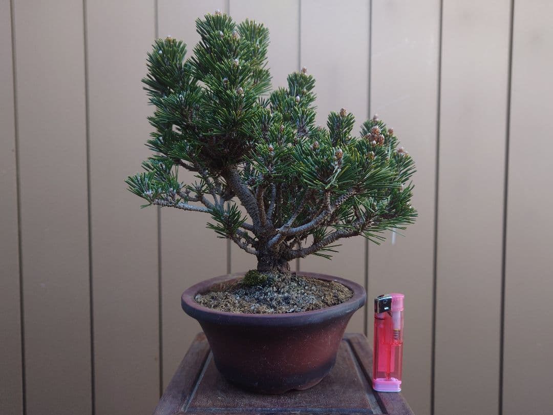 盆栽　千寿丸　黒松　樹高25cm